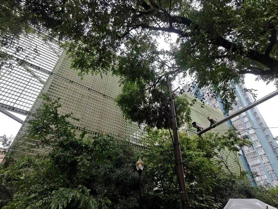 上海市中心突发!大风大雨,一棵10米高的老槐树,压在1万伏高压线上,旁边就是敬老院