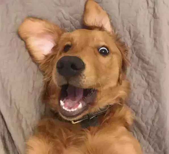 狗狗币的网关(狗狗币网关地址)
