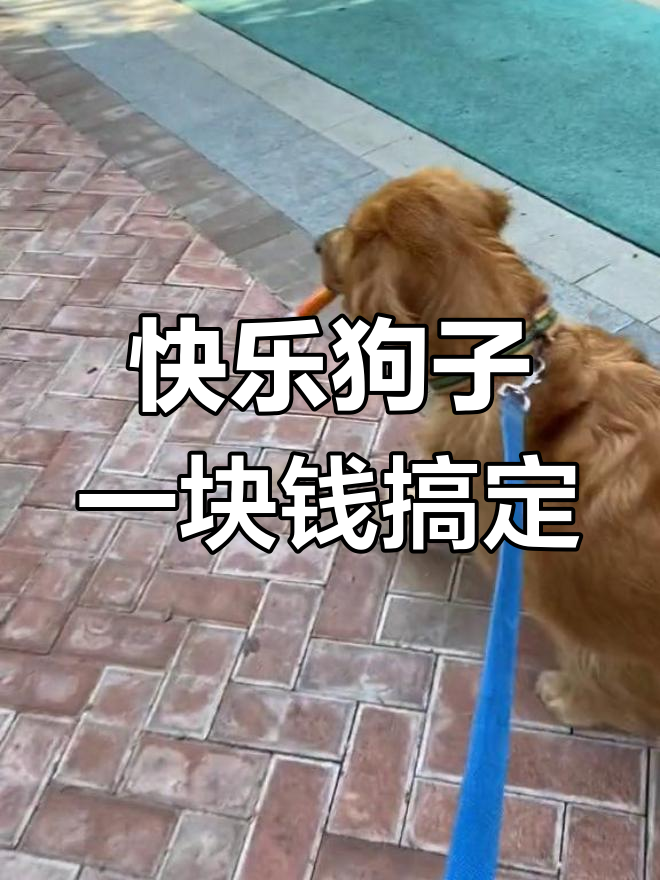 狗狗币小q(小狗币dog)